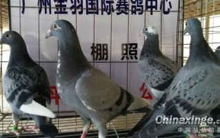 阴阳师以津真天厉害吗_阴阳师以津真天技能要升满吗