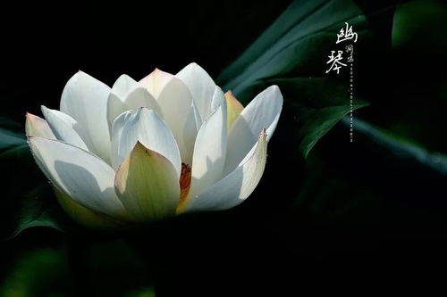 江油青莲桃花山_青莲桃花山游戏攻略-第2张图片-游点攻略