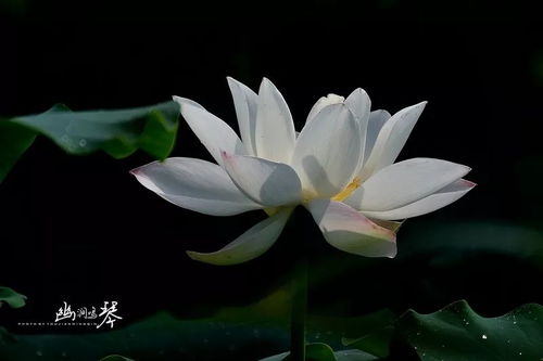 江油青莲桃花山_青莲桃花山游戏攻略-第1张图片-游点攻略