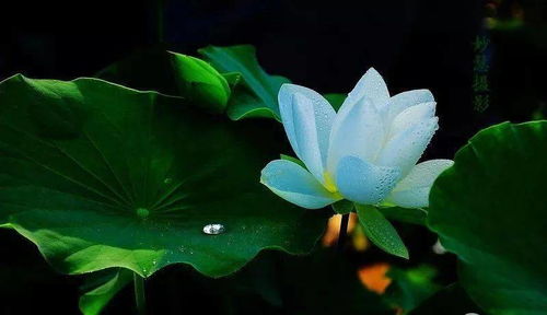 江油青莲桃花山_青莲桃花山游戏攻略-第3张图片-游点攻略