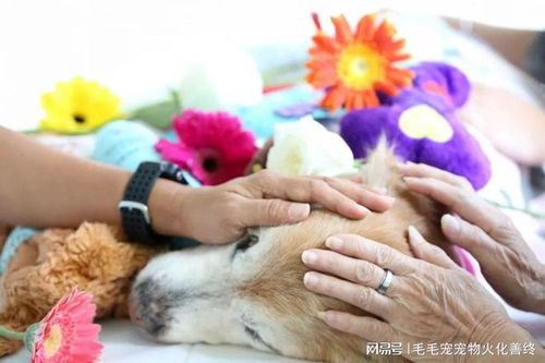 洛克王国宠物亲密度培养攻略_洛克王国宠物亲密度怎么培育-第2张图片-游点攻略